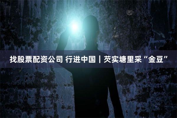 找股票配资公司 行进中国｜芡实塘里采“金豆”